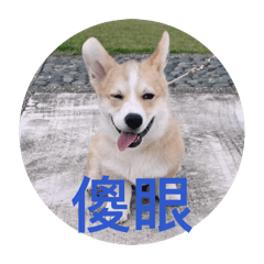 毛小孩：）