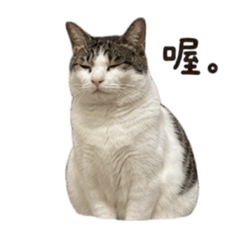 餅乾今天也廢了