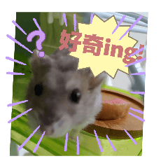 小倉鼠の吃貨日常生活 第2彈