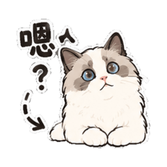 布偶貓02