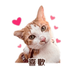 Sunny喵喵日常篇