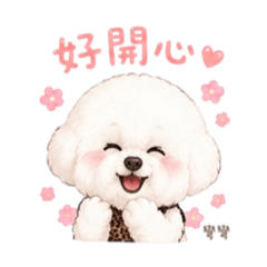比熊犬-彎彎的日常生活回覆貼圖