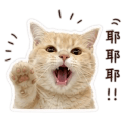 Rubi曼赤肯大頭寶寶$