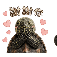 小龜的龜生