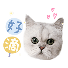 貓   吉