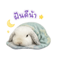 Maxnum The Bunny