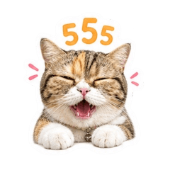 Moji Calico Cat