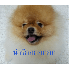 my sweet little dog called almond