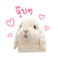 snowballlove