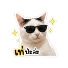 Kieow Kieow