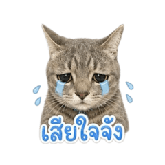 Natthakarn_20260502073911