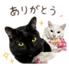 crazy kenji_20260615233834