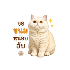 Mungkorn_20260502080102