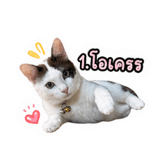 Riwa cat