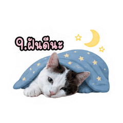 Riwa cats