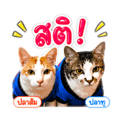 Tim_20260502081832