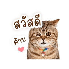 ginkgojung