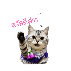 Cheetah Maew-Meow