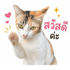 Kimju Calico