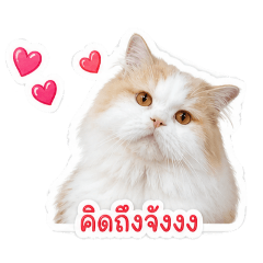 Toeyza.sticker._20260502084642