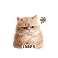 Maru_20260502084915