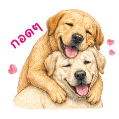 little labrador2