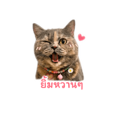 NettyAP_20260502092302