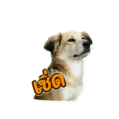 Jaijai_20260502092354