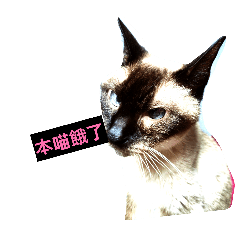 咩咩愛主人