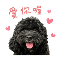 可卡犬-咩咩