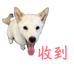 Chen’s可愛小狗卡斯特
