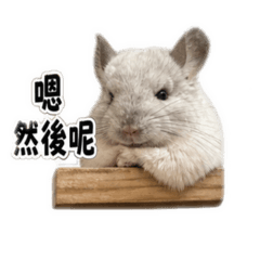 龍貓三兄弟
