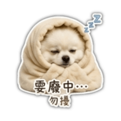 【可愛但厭世】白博美的軟爛真心話