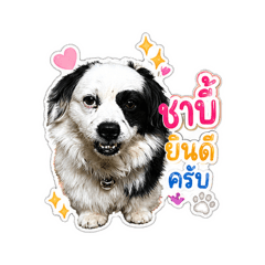 Chabee_20260501135348