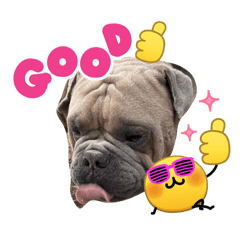 A cute animal ( dog)