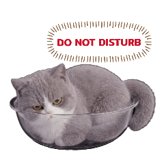 Fuji - The Fluffy & Furious