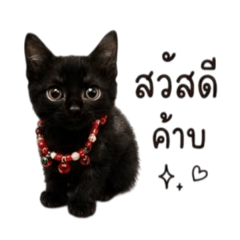Pleng.Kapok_20260512002220