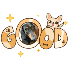 Anya the dachshund