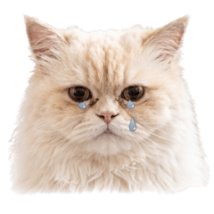 Khaotun the cat