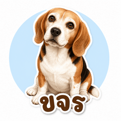 Khajorn the Funny Beagle