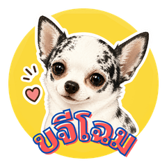 Khajee the Tiny Chihuahua