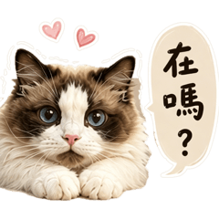 Jimmy布偶貓