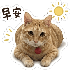 辛巴的回憶錄