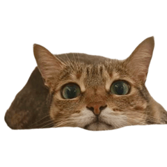 Qna’s Fur Baby