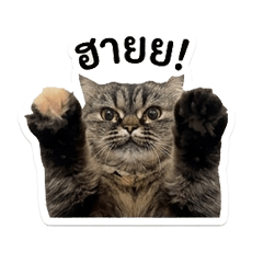 meow cookie