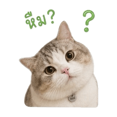 Cosmo babi meow V.1