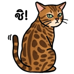 Bengal cat 2
