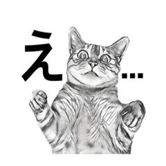 HAMA REAL CAT
