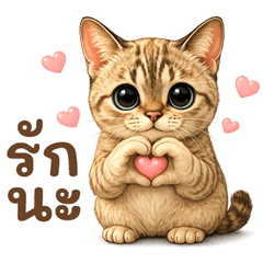 TaTo Big Eyes Cat