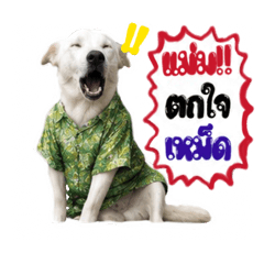 Leehar Cute Pup_20260516235733